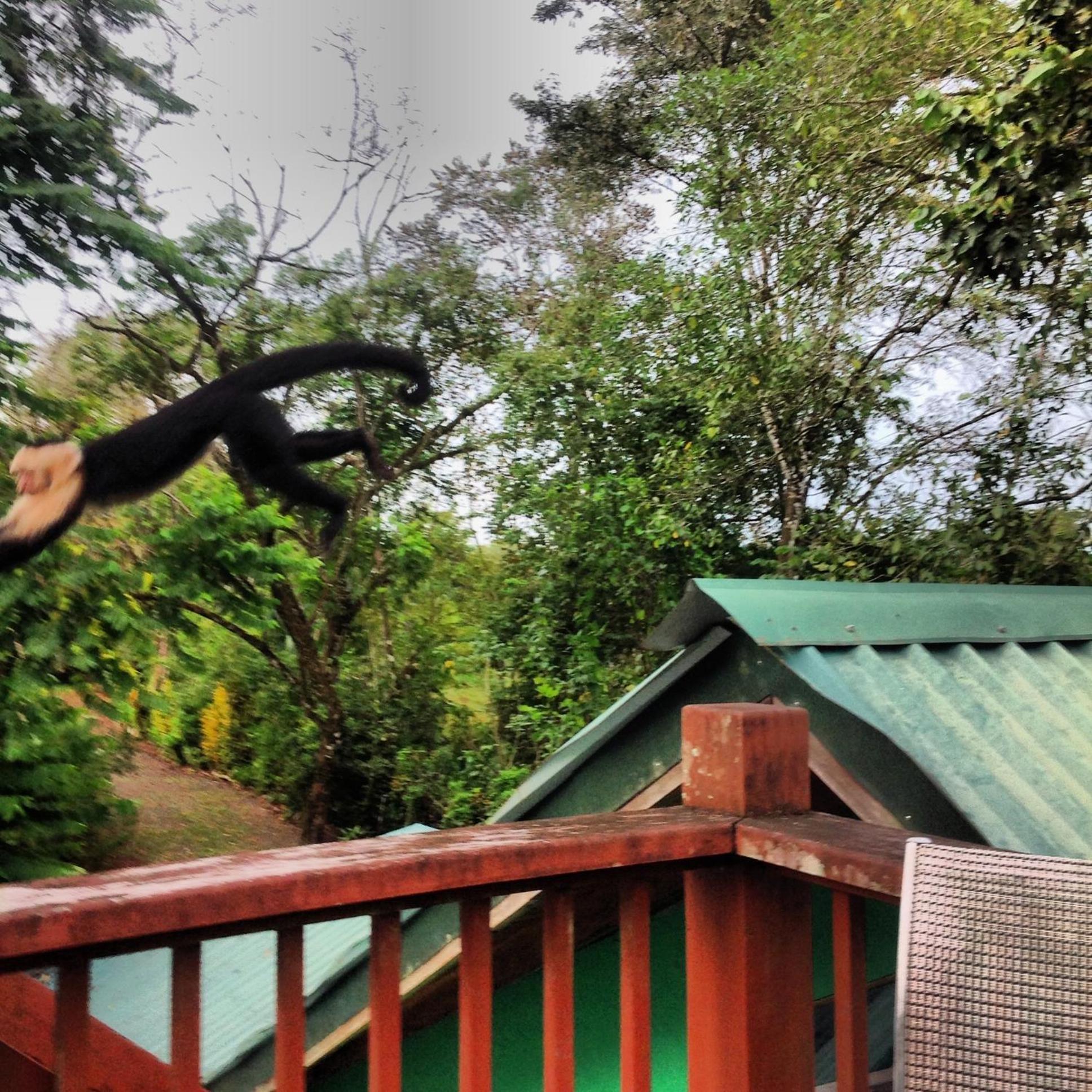 Chosa Manglar Suites & Cabins Puerto Jiménez 외부 사진